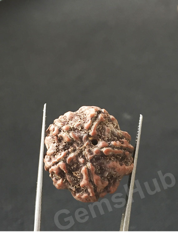 5 Mukhi Certified Nepali Rudraksha